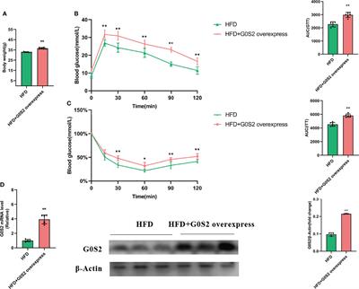 The effect of G0S2 on insulin sensitivity: A proteomic analysis in a G0S2-overexpressed high-fat diet mouse model